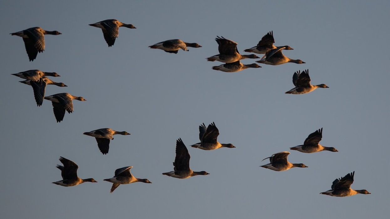 Wild geese fly over the Elbe meadows in the light of the setting sun on November 4, 2020, in Brandenburg, Wittenberge.