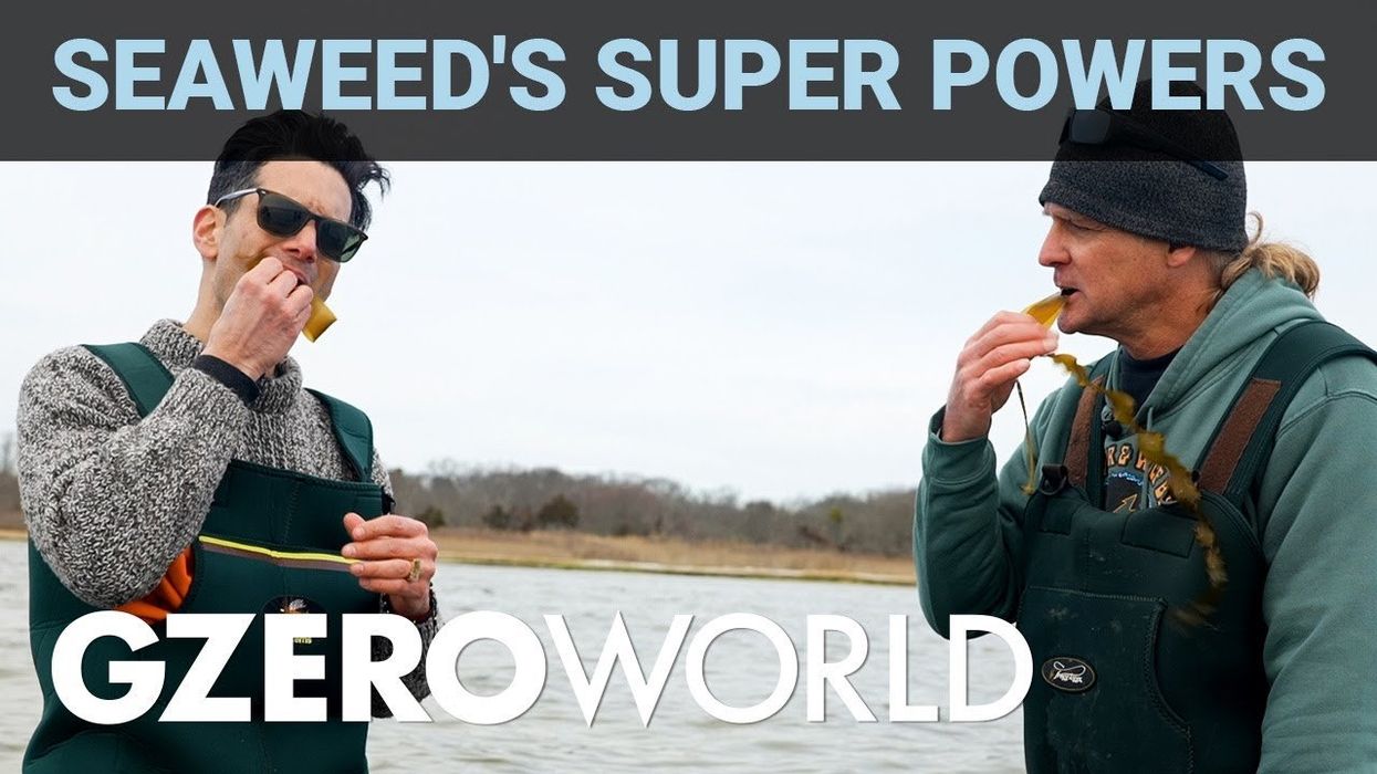 With a little Kelp from our friends!