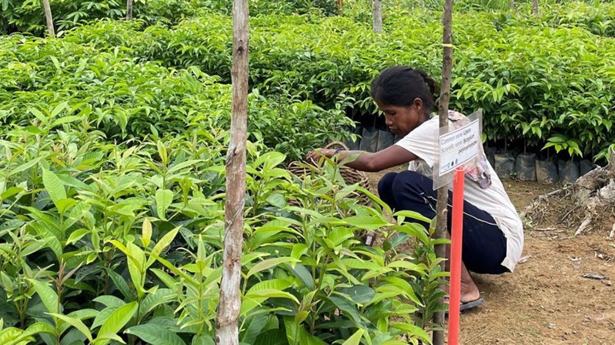 Woman plucking leaves at a forest