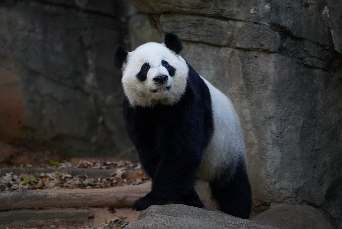 ​Yang Yang, the giant panda that China loaned to Zoo Atlanta, looks on in its enclosure in Atlanta, Georgia, U.S., on Dec. 7, 2023. 