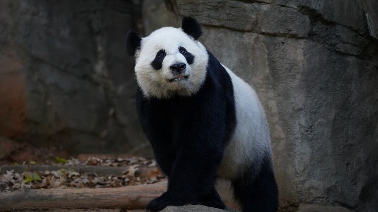 Yang Yang, the giant panda that China loaned to Zoo Atlanta, looks on in its enclosure in Atlanta, Georgia, U.S., on Dec. 7, 2023.